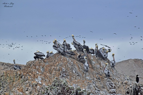 Chilepelikan (Pelecanus thagus)